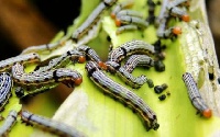 Armyworm invasion has been a major phenomenon facing countries all over the world