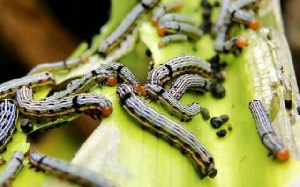 The fall armyworms destroyed about 12,247 hectares of farmlands in the country