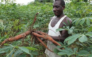 A farmer with cassava