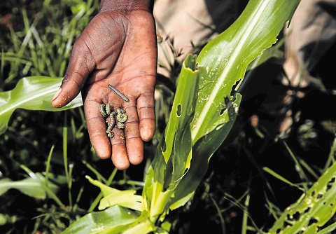 Close to 2,000 hectares of maize farms have been destroyed by fall army worms