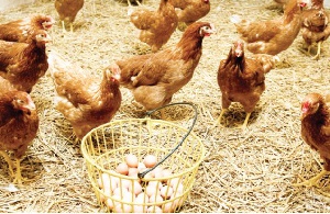 This will not only help poultry farmers to expand their businesses and employ more workers