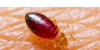 A bed bug