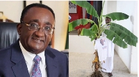 Dr Afriyie Akoto, NPP flagbearer hopeful and the plantain tree