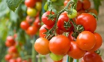 Scrap Agric Ministry if Ghana cannot produce tomatoes – FABAG