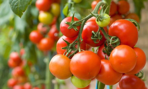 Tomato is one vegetable which is consumed on a daily basis in Ghana