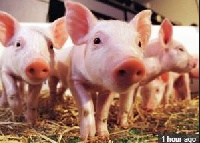 An outbreak of African swine fever among pigs has been recorded in four regions in Ghana.