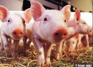 An outbreak of African swine fever among pigs has been recorded in four regions in Ghana.