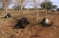 The dead cows