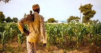 A farmer looks into his maize farm