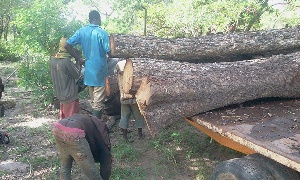 Tree Loggingg