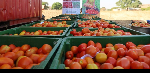 FSRP-FarmMate partnership delivers 240 tonnes of tomatoes in Upper East