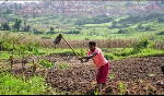 Recurring landslides in northern Rwanda destroy land and farmland Recurring landslides in northern Rwanda destroy land and farmland