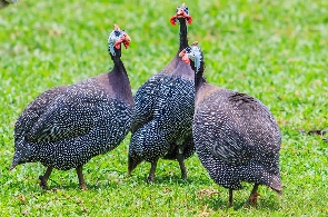 Guinea fowls