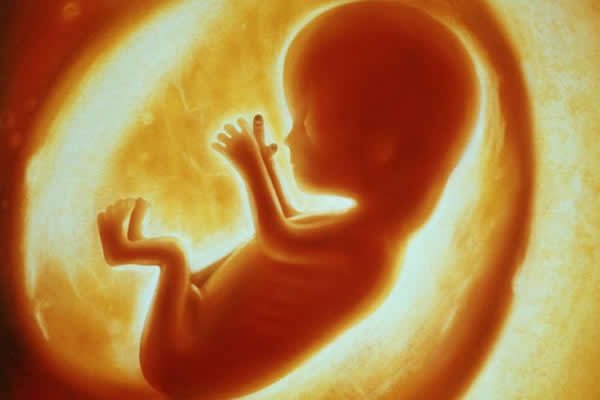 File photo: Animated image of a fetus