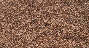 Sheanuts Seeds