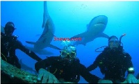 Mr Greenstreet [middle] surrounded by sharks during scuba diving in the Bahamas