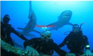 Mr Greenstreet [middle] surrounded by sharks during scuba diving in the Bahamas