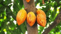 Cocoa is a major cash crop for Ghana