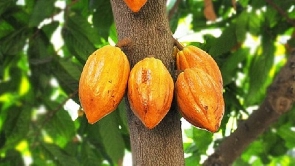 Cocoa is a major cash crop for Ghana