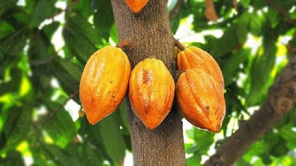 Cocoa is a major cash crop for Ghana