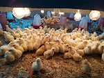 Shama District Assembly gives poultry birds to farmers, residents Shama District Assembly gives poultry birds to farmers, residents