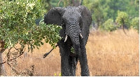 An African bull elephant in Kafue National Park in western Zambia in 2023