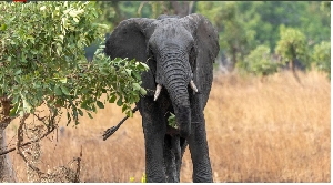 An African bull elephant in Kafue National Park in western Zambia in 2023