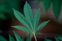 Cannabis use is banned in Nigeria | File photo