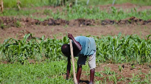 We are alarmed by current happenings in the planting season - Peasant Farmers