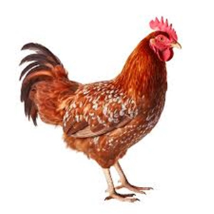 RED COCK.jpeg