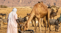 Man provides water for camel amid water crisis in Chad