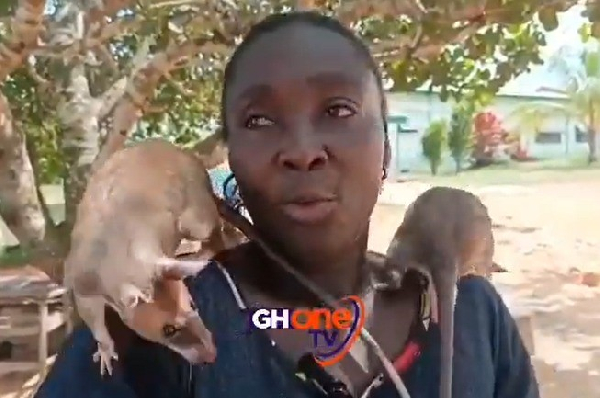 Screenshot from GHOne TV's X video of a woman who rescued and raised baby rats