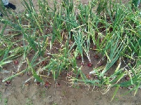 The trial is to ascertain the performance of onion cultivars in two different seasons