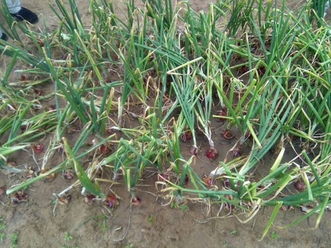 The trial is to ascertain the performance of onion cultivars in two different seasons