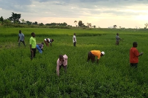 Rice Farmers 762