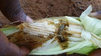 File photo of a fall armyworm attack
