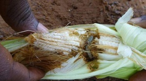 File photo of a fall armyworm attack