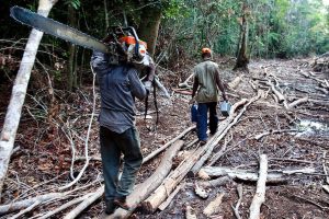 File photo: Men carry a chainsaw and gasoline further into the rainforest