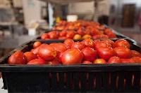 Transportation for tomatoes is key to prime locations