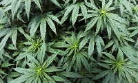 Cannabis [File photo]