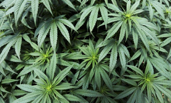 Consumption of cannabis remains prohibited in Rwanda