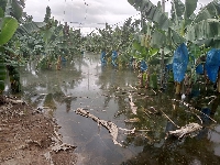 Some banana and rice farms at Asutuare were destroyed due to the dam spillage