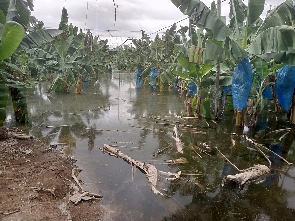 Some banana and rice farms at Asutuare were destroyed due to the dam spillage