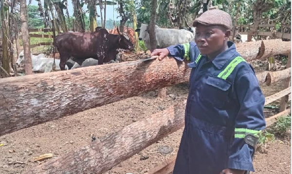 Best farmer drives cashew boom as cocoa production declines
