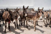 Donkeys wait to receive care at a clinic in Addis Ababa