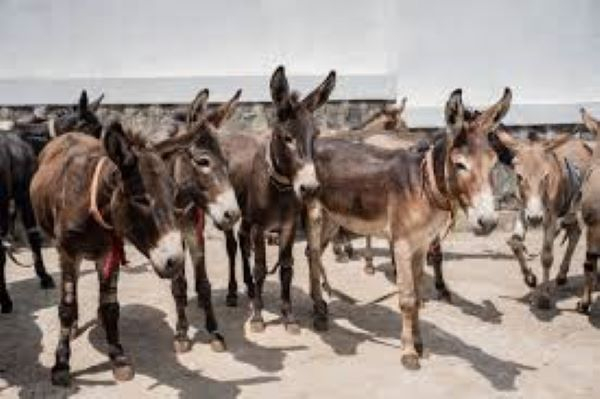 Donkeys wait to receive care at a clinic in Addis Ababa
