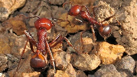Giant African harvester ants, seen in Kenya, are popular with hobby collectors