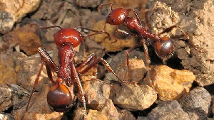 Giant African harvester ants, seen in Kenya, are popular with hobby collectors