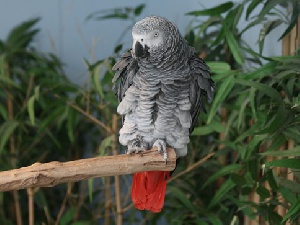 African Grey Parrot1