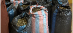 Photo of the sacks of cannabis